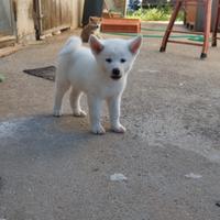 Akita inu cuccioli con pedigree