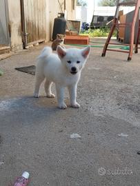 Akita inu cuccioli con pedigree