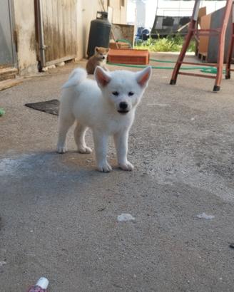 Akita inu cuccioli con pedigree