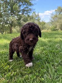 Lagotto da tartufi