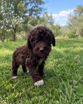 Lagotto da tartufi