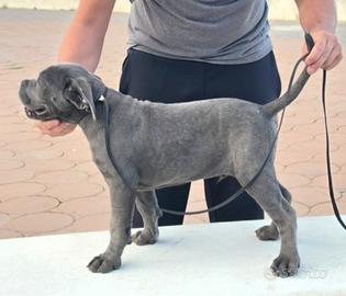 Cane Corso cucciolo 
