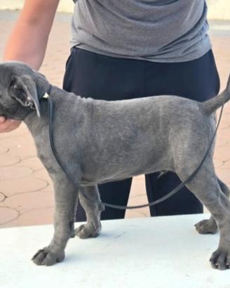 Cane Corso cucciolo 