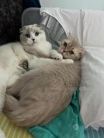Scottish fold femmina gatto
