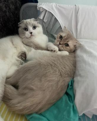 Scottish fold femmina gatto