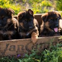 Cuccioli di pastore tedesco