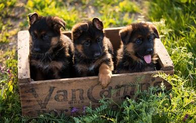 Cuccioli di pastore tedesco