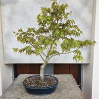 bonsai acero Yamamomiji 