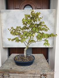bonsai acero Yamamomiji 