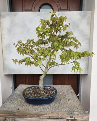 bonsai acero Yamamomiji 