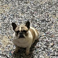 Bulldog francese