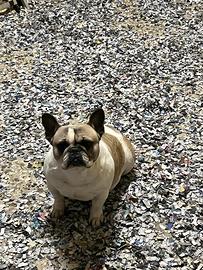 Bulldog francese