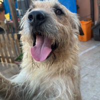 Cane di taglia GRANDE