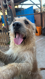 Cane di taglia GRANDE