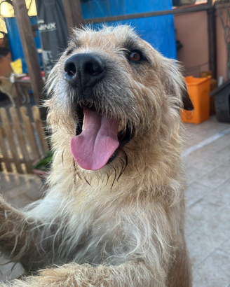 Cane di taglia GRANDE