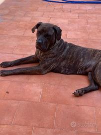 Pitbull -cane corso