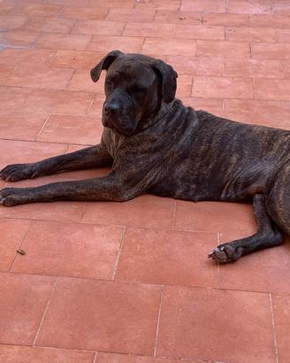 Pitbull -cane corso