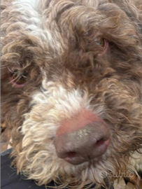 Lagotto