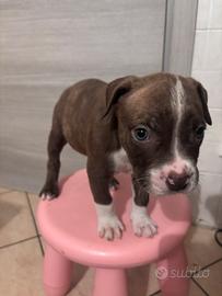 Cuccioli Pitbull