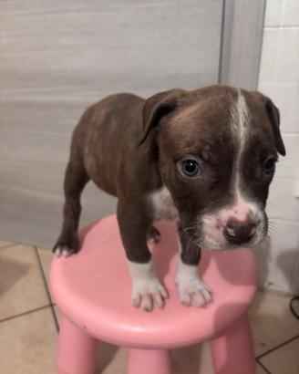 Cuccioli Pitbull