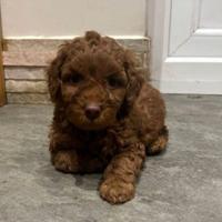 Cuccioli barboncini mini toy maschi femmine