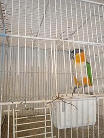 Caicco testa nera