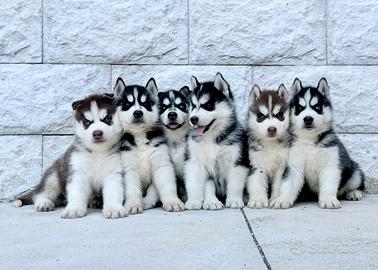 Cuccioli Siberian Husky