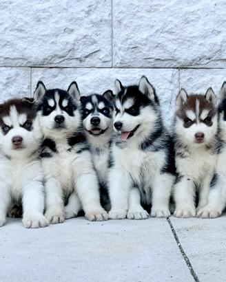 Cuccioli Siberian Husky