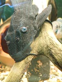 Pesce pulitore Plecostomus