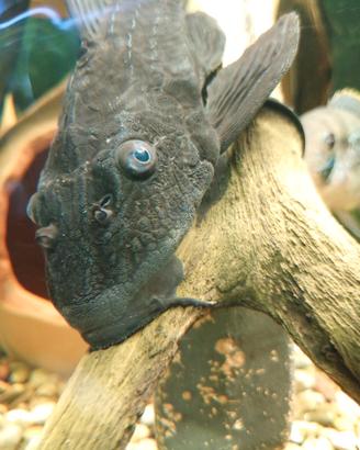 Pesce pulitore Plecostomus