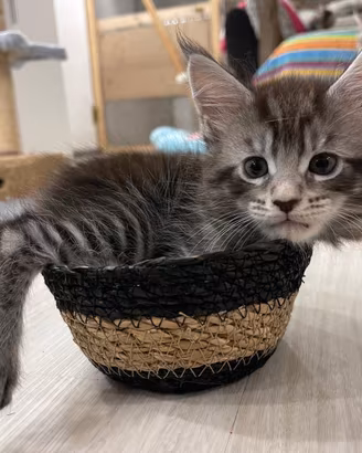 Maine coon cuccioli con pedigree