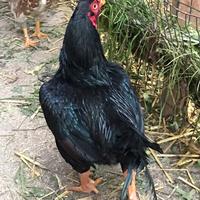 Galli Galline Cornish