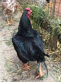 Galli Galline Cornish