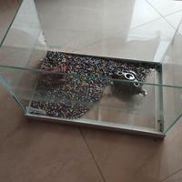 Vasca per pesciolini da 25 litri