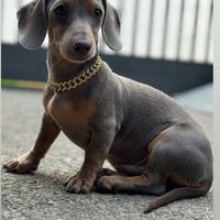 Bassotto maschio disponibile per la monta