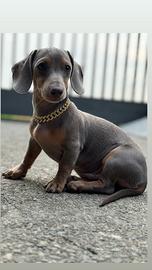 Bassotto maschio disponibile per la monta