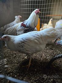 Yokohama Stella Rossa