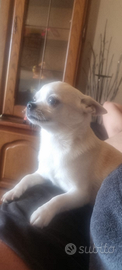 Chihuahua