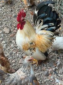 Galline serama