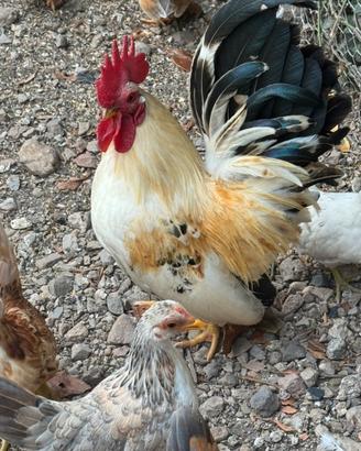 Galline serama