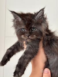 Cucciola di Maine Coon