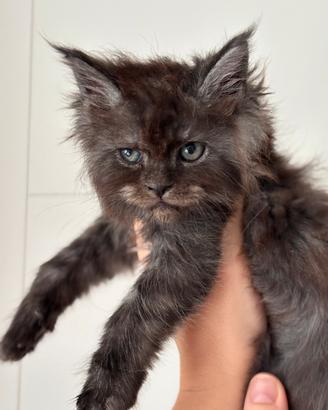 Cucciola di Maine Coon