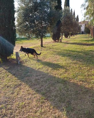 Casale PESCIA ROMANA A 3 KM DAL MARE