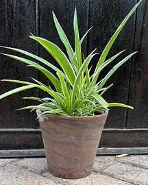 Falangio con vaso in terracotta