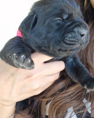 Cuccioli labrador