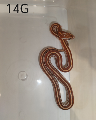 Serpente del grano