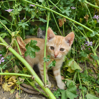 Gattino rosso chiaro