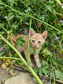 Gattino rosso chiaro