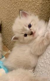 Gattini Ragdoll