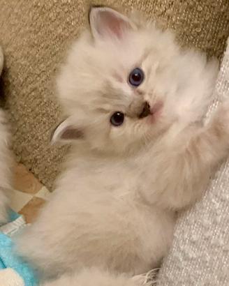 Gattini Ragdoll